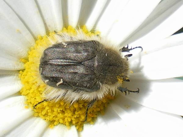 identificazione Tropinota